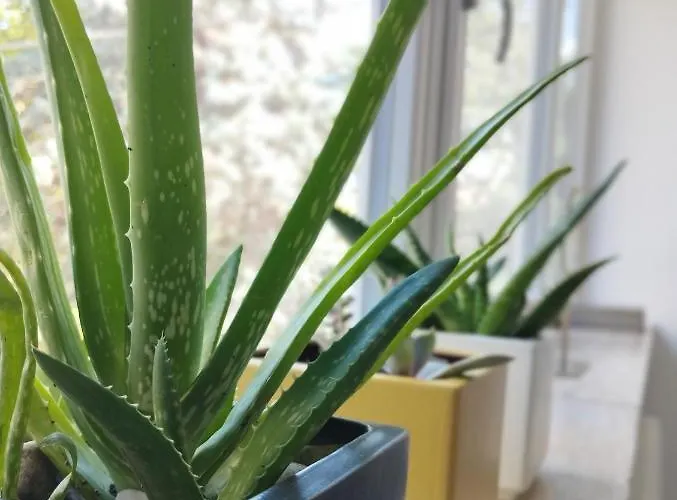 A Casa Di Twiggy *